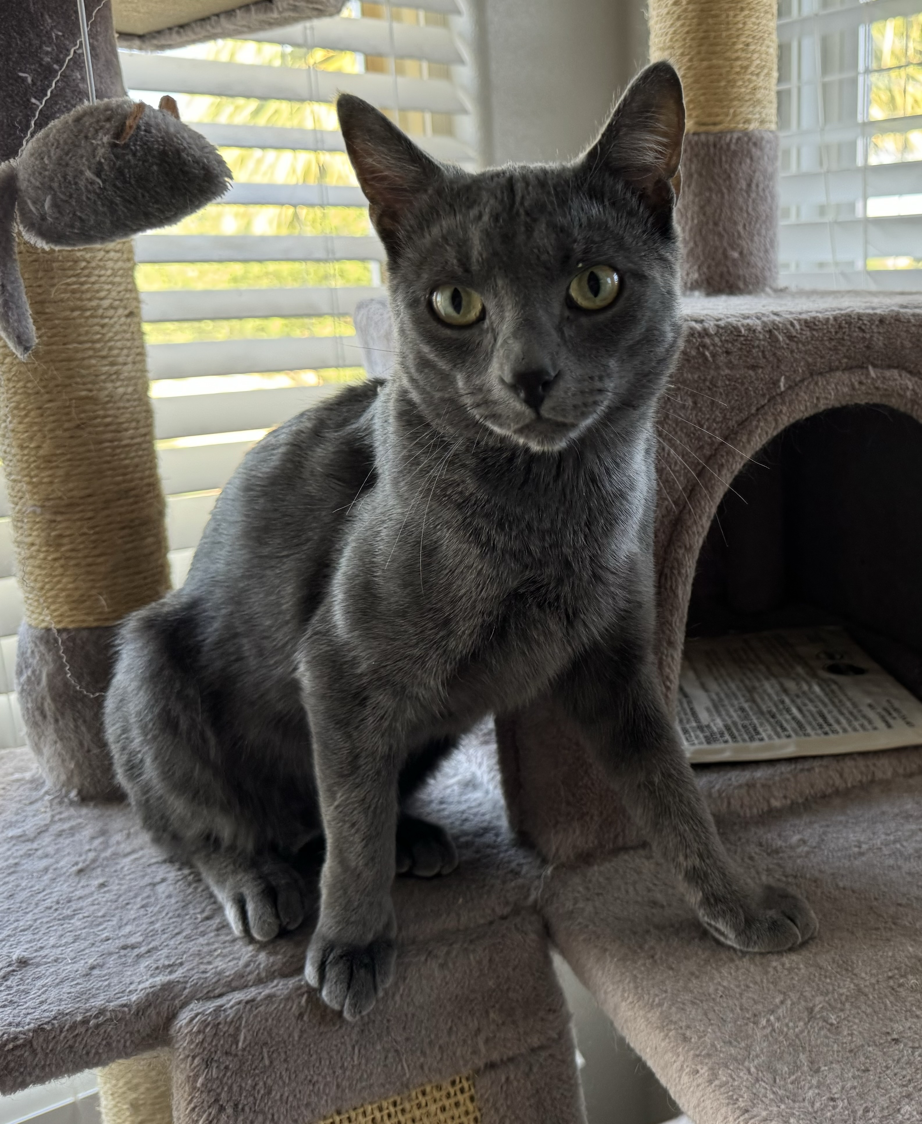 Stormy Blue, a Adopted Russian Blue in St. George, UT image 3/4