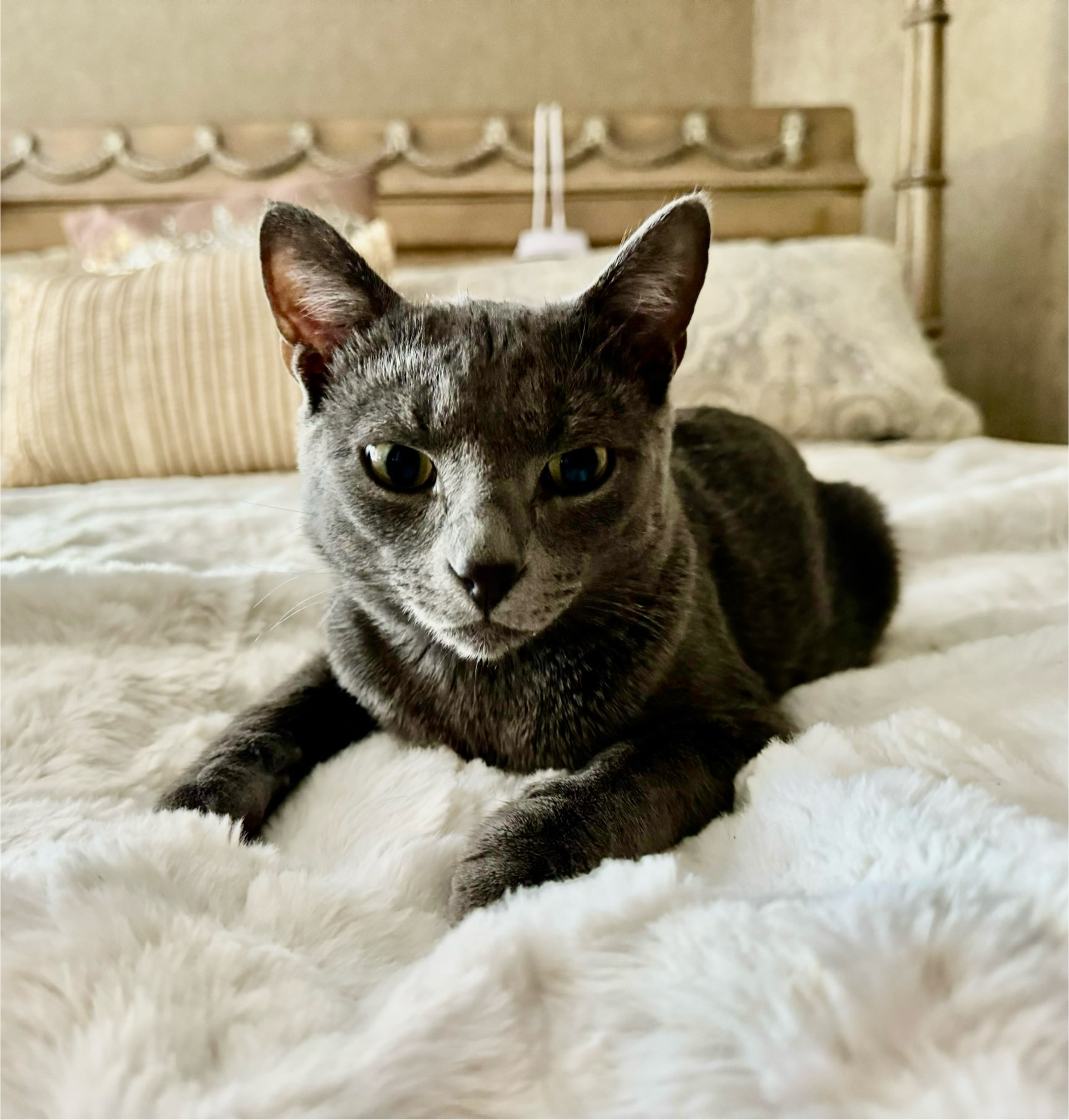 Stormy Blue, a Adopted Russian Blue in St. George, UT image 4/4