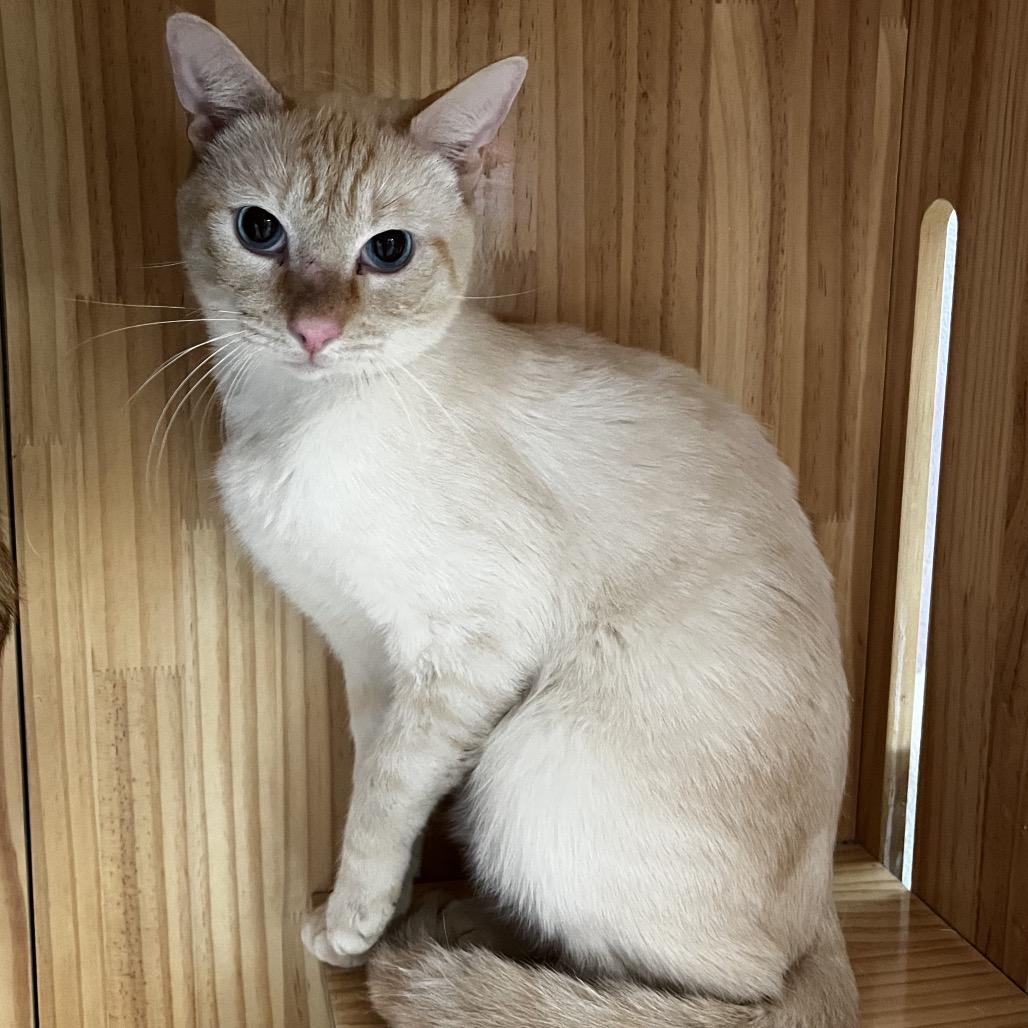 Johnnie, Adoptable, Adult Male Domestic Short Hair.