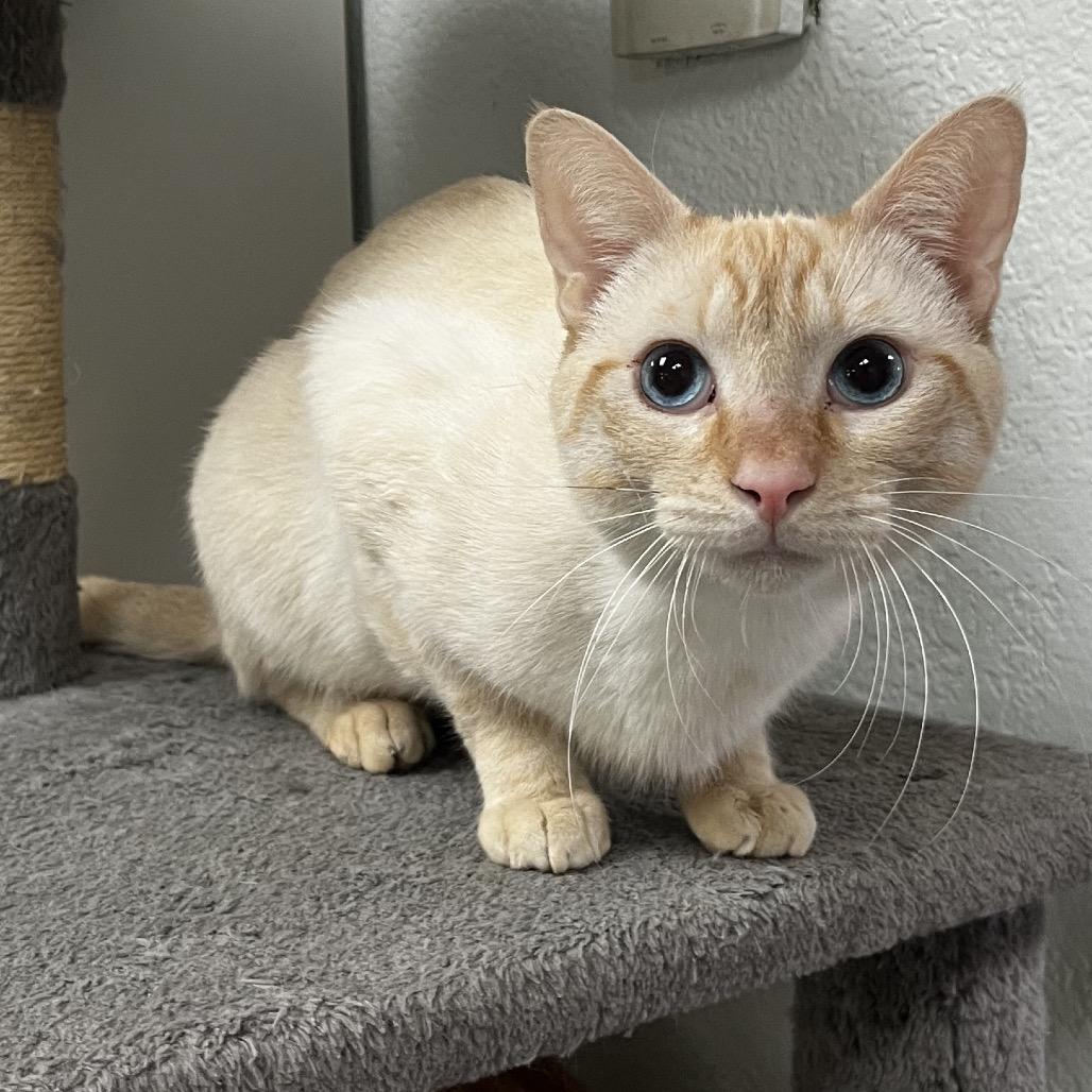 Johnnie, a Adoptable Domestic Short Hair in Yucca Valley, CA image 2/3