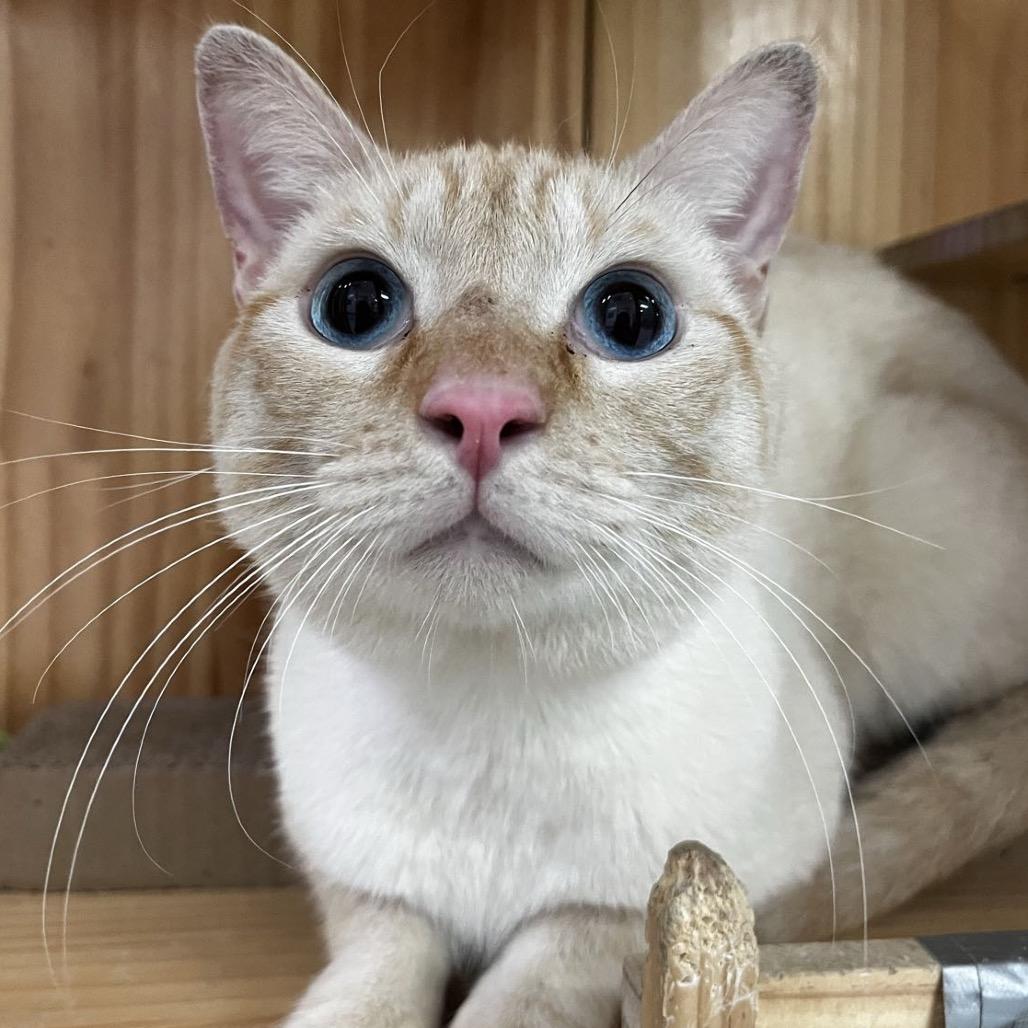 Johnnie, a Adoptable Domestic Short Hair in Yucca Valley, CA image 3/3