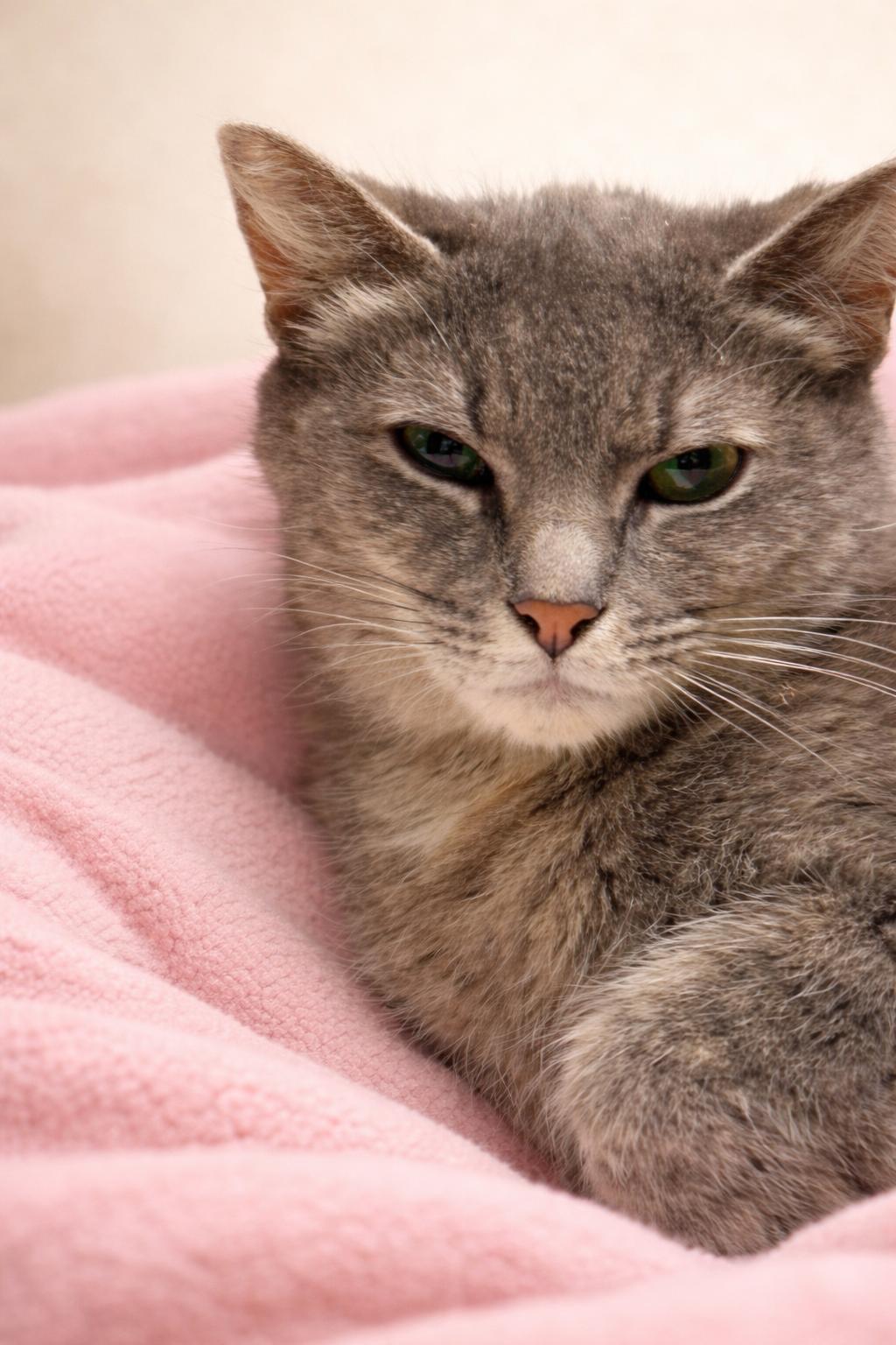 Enlarge Ms Potter, a ADOPTABLE mixed breed in Greensboro, NC image 2/2