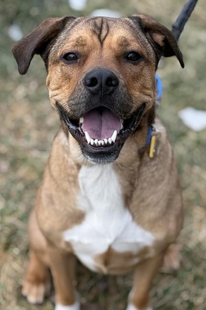 Enlarge Moose, a Adoptable mixed breed in Malvern, PA image 1/3