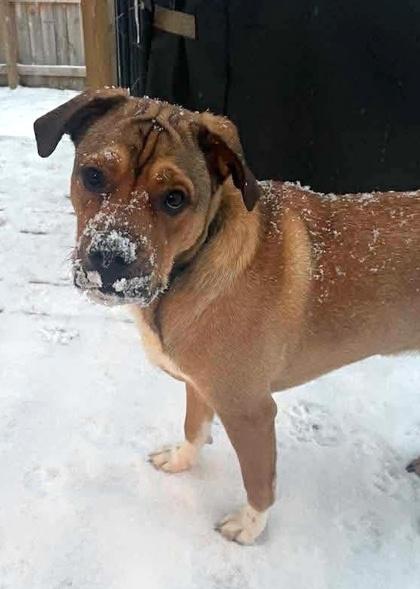 Enlarge Moose, a Adoptable mixed breed in Malvern, PA image 2/3