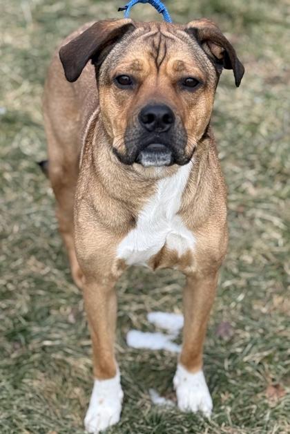 Enlarge Moose, a Adoptable mixed breed in Malvern, PA image 3/3
