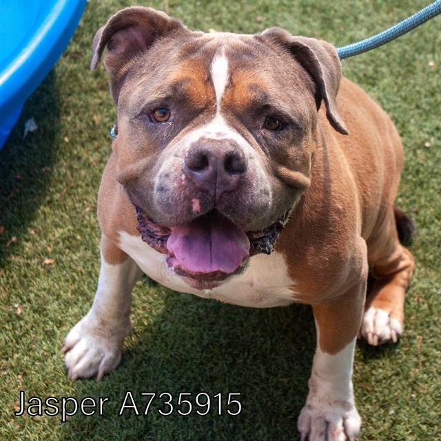 JASPER, Adoptable, Adult Male American Bulldog.