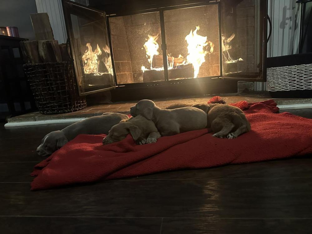 Enlarge Girl Scout Cookie Crew -  Shortbread, a Adoptable mixed breed in Sumter, SC image 2/6