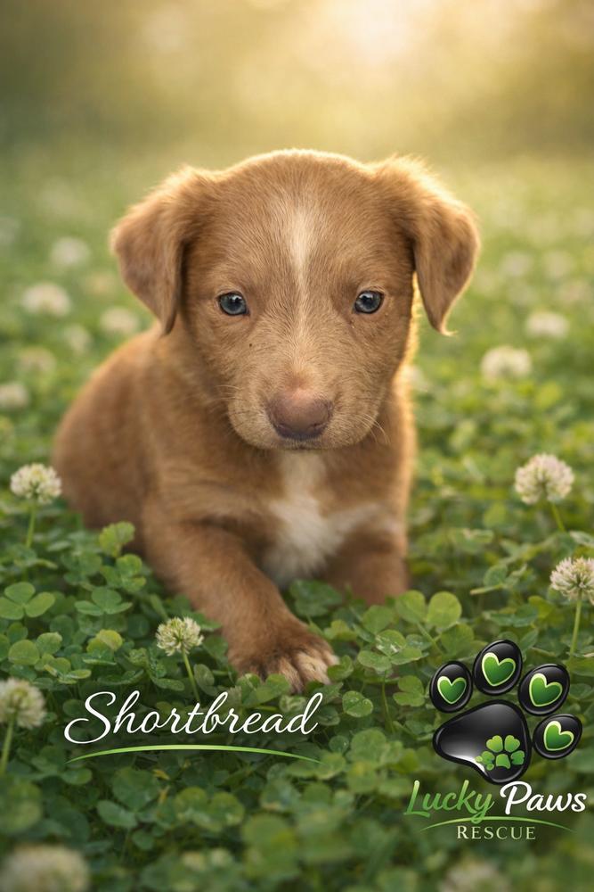 Girl Scout Cookie Crew -  Shortbread, Adoptable, Puppy Female Fox Terrier & Pit Bull Terrier.