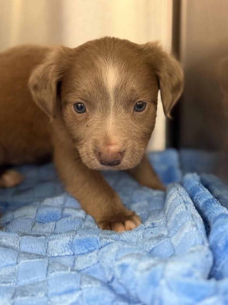 Enlarge Girl Scout Cookie Crew -  Shortbread, a Adoptable mixed breed in Sumter, SC image 4/6