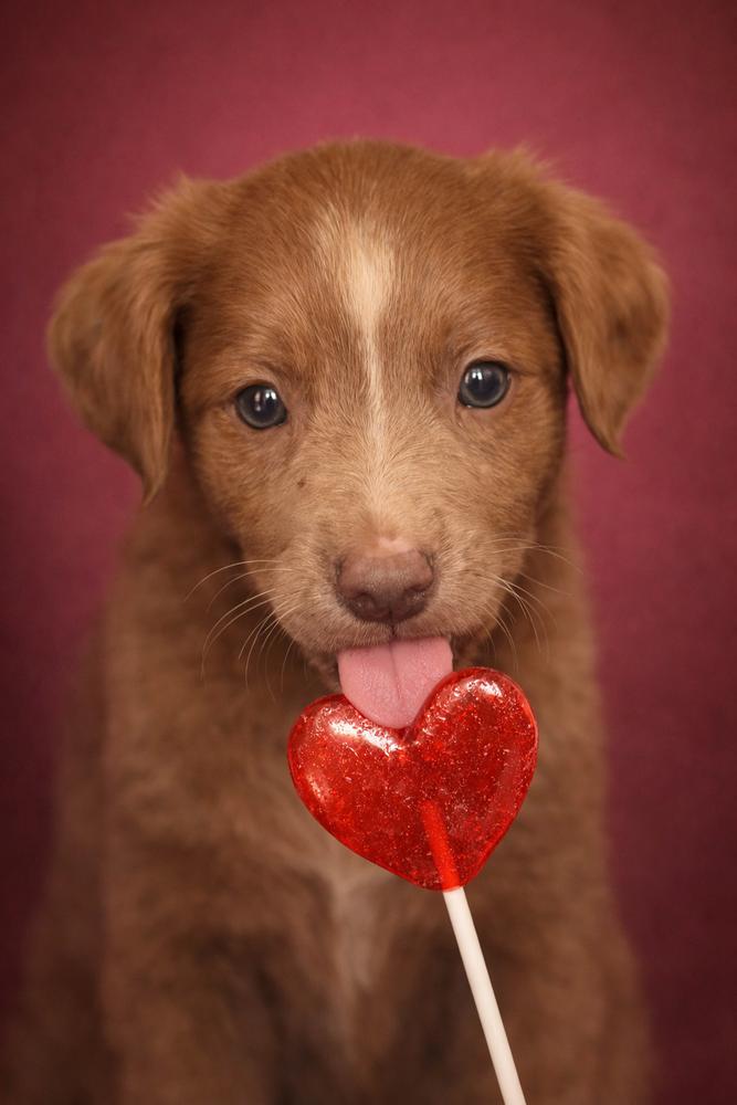 Enlarge Girl Scout Cookie Crew -  Shortbread, a Adoptable mixed breed in Sumter, SC image 5/6
