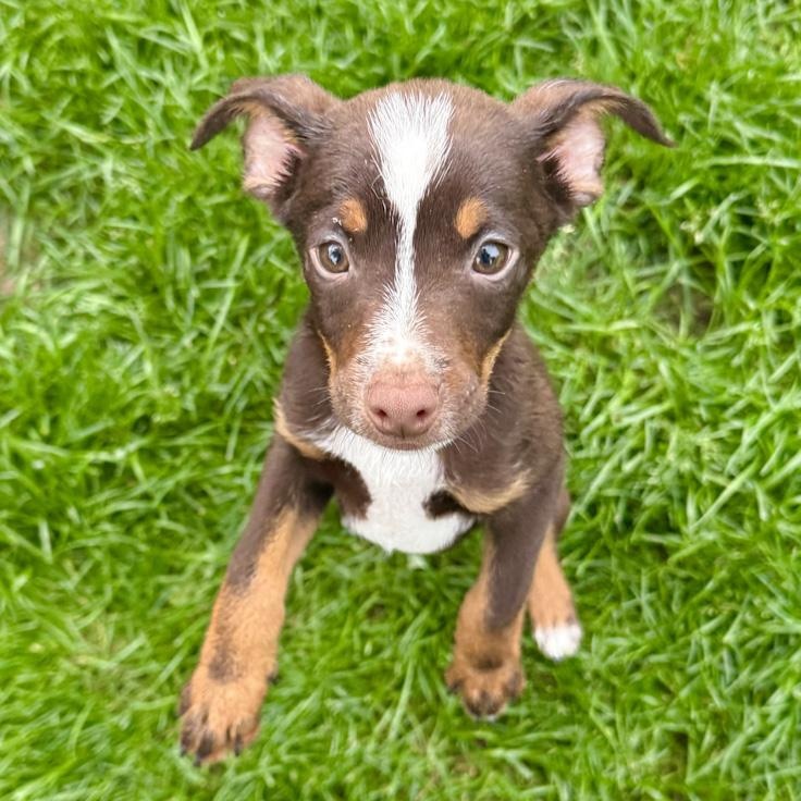 Enlarge Queenie, an adopted Mixed Breed in Toledo, OH image 1/1