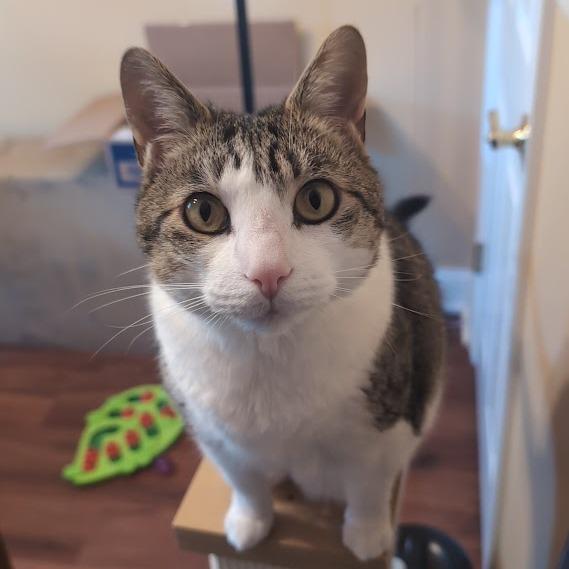 Milo — thumbnail 3