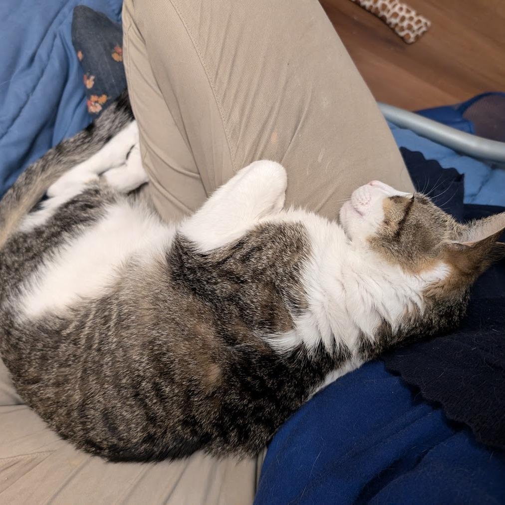 Milo — thumbnail 4