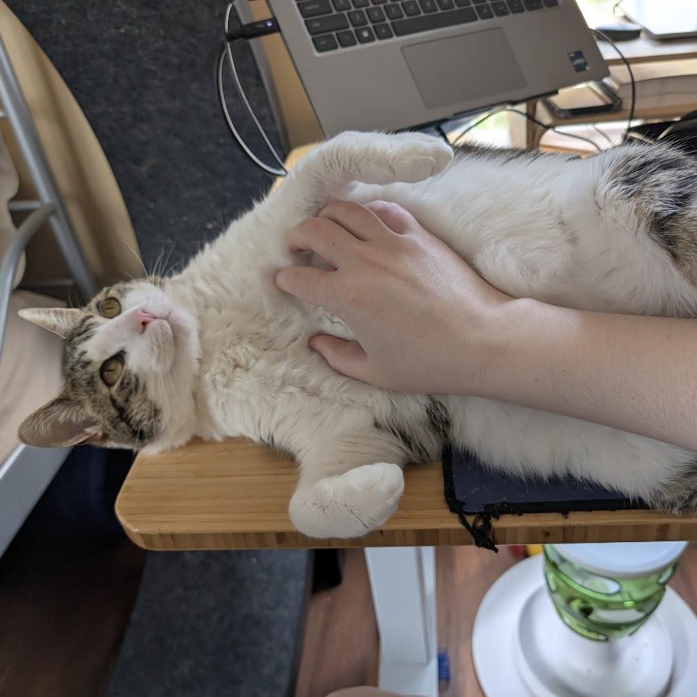 Milo — thumbnail 5