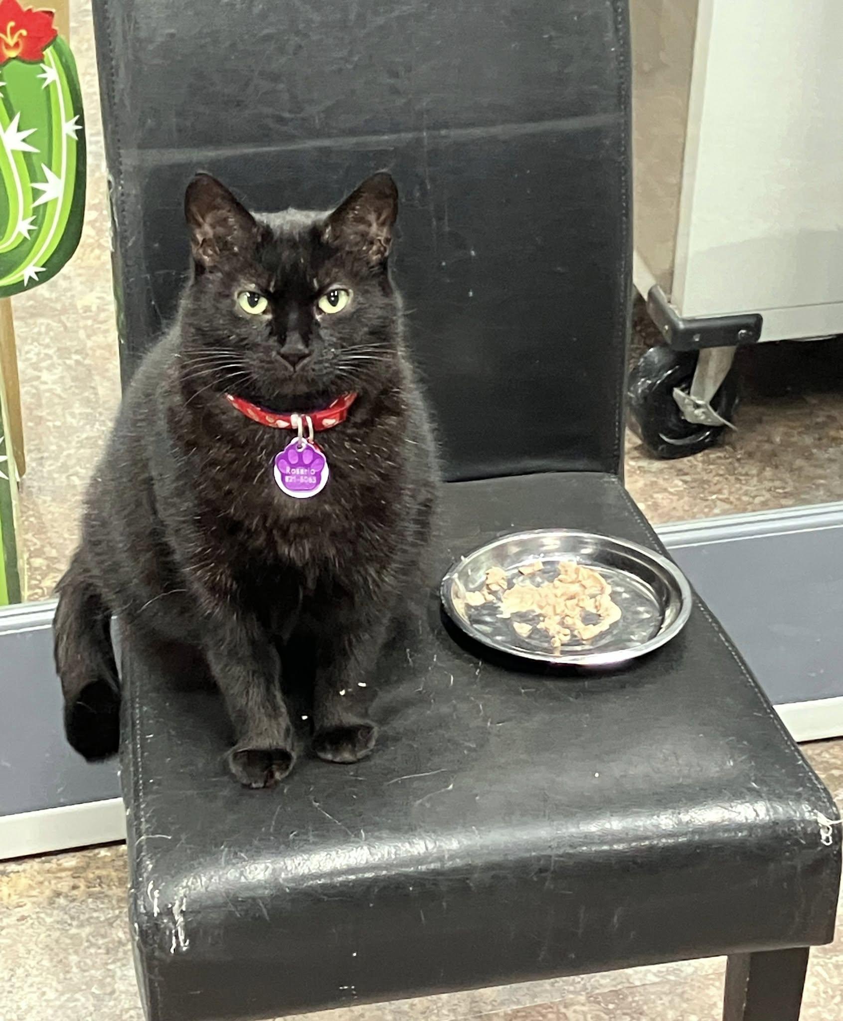 Rosario - Purrmanent Resident, ADOPTABLE, Adult Female Domestic Short Hair.
