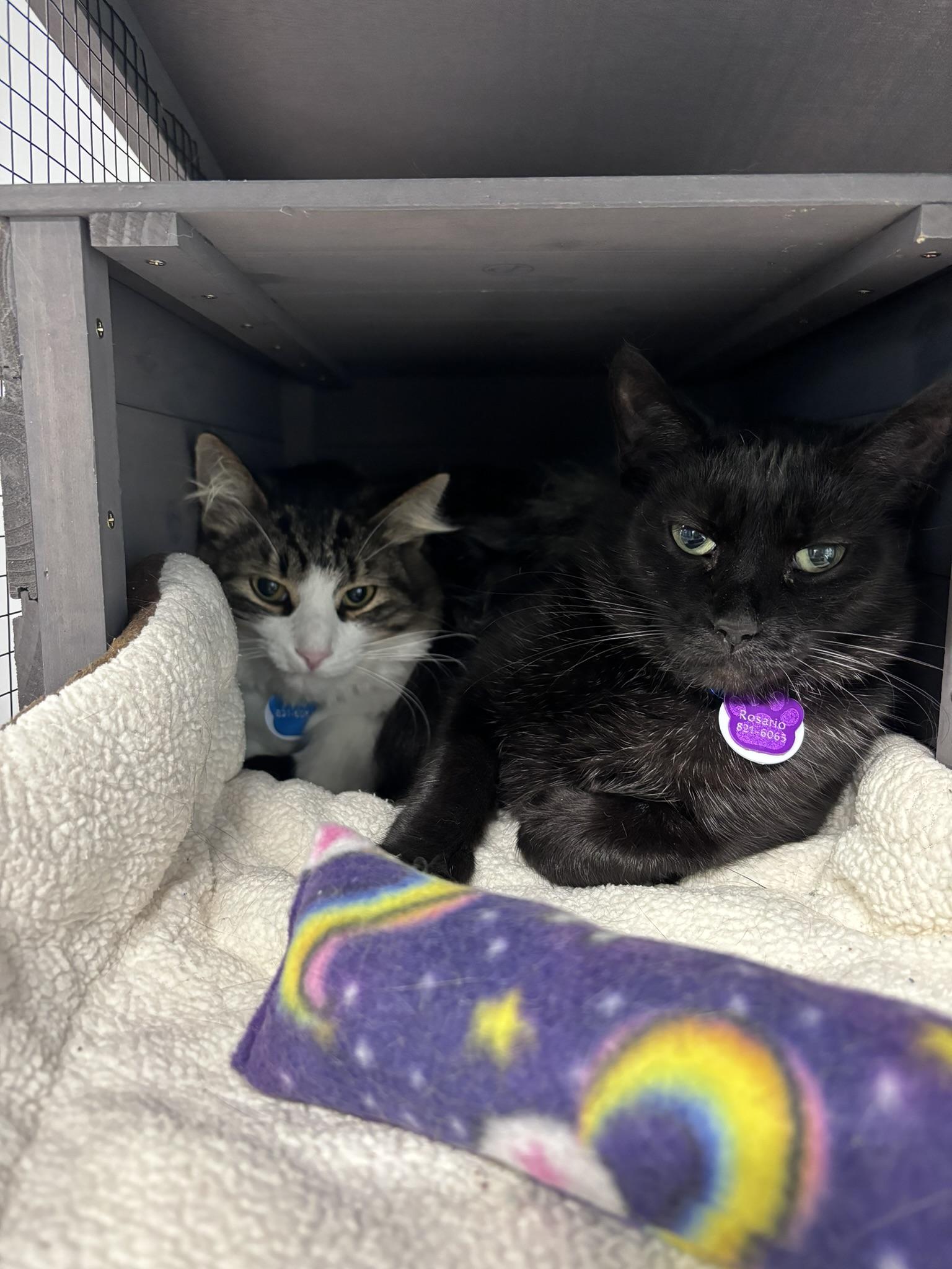 Rosario - Purrmanent Resident, a ADOPTABLE Domestic Short Hair in Grand Rapids, MI image 6/6