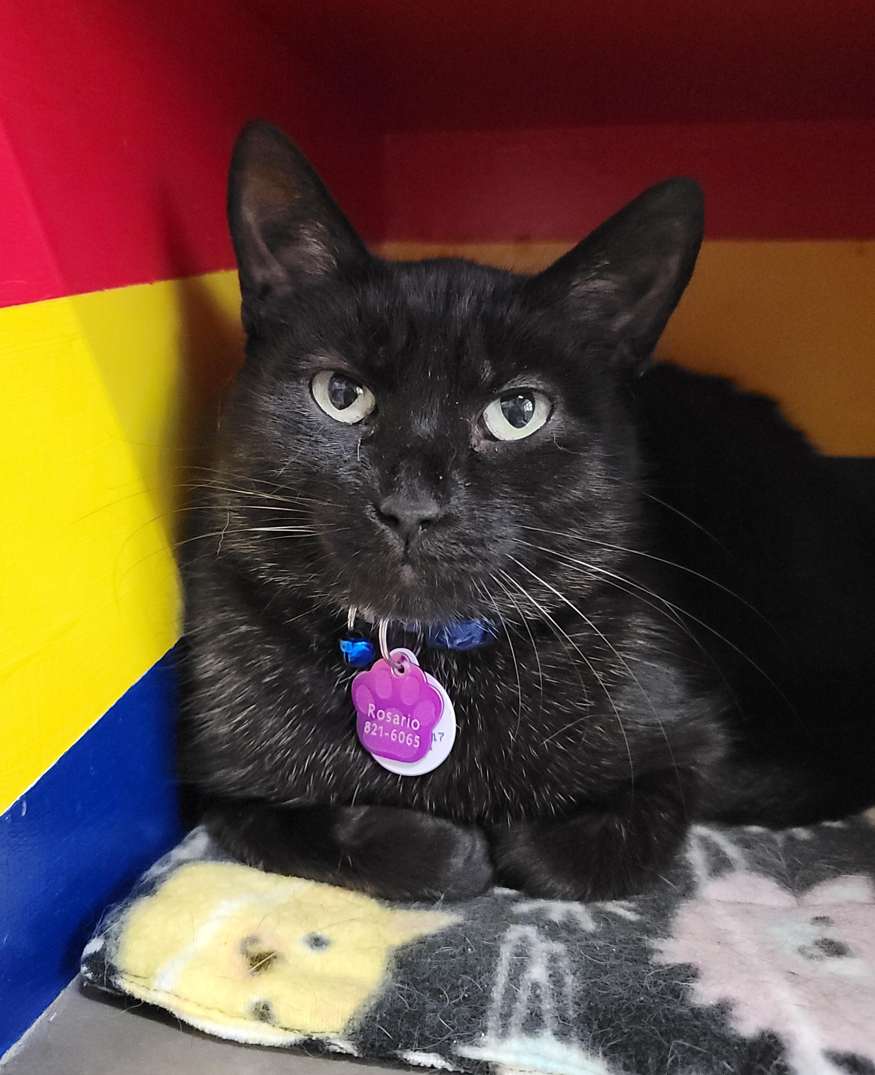 Rosario - Purrmanent Resident, a ADOPTABLE Domestic Short Hair in Grand Rapids, MI image 5/6