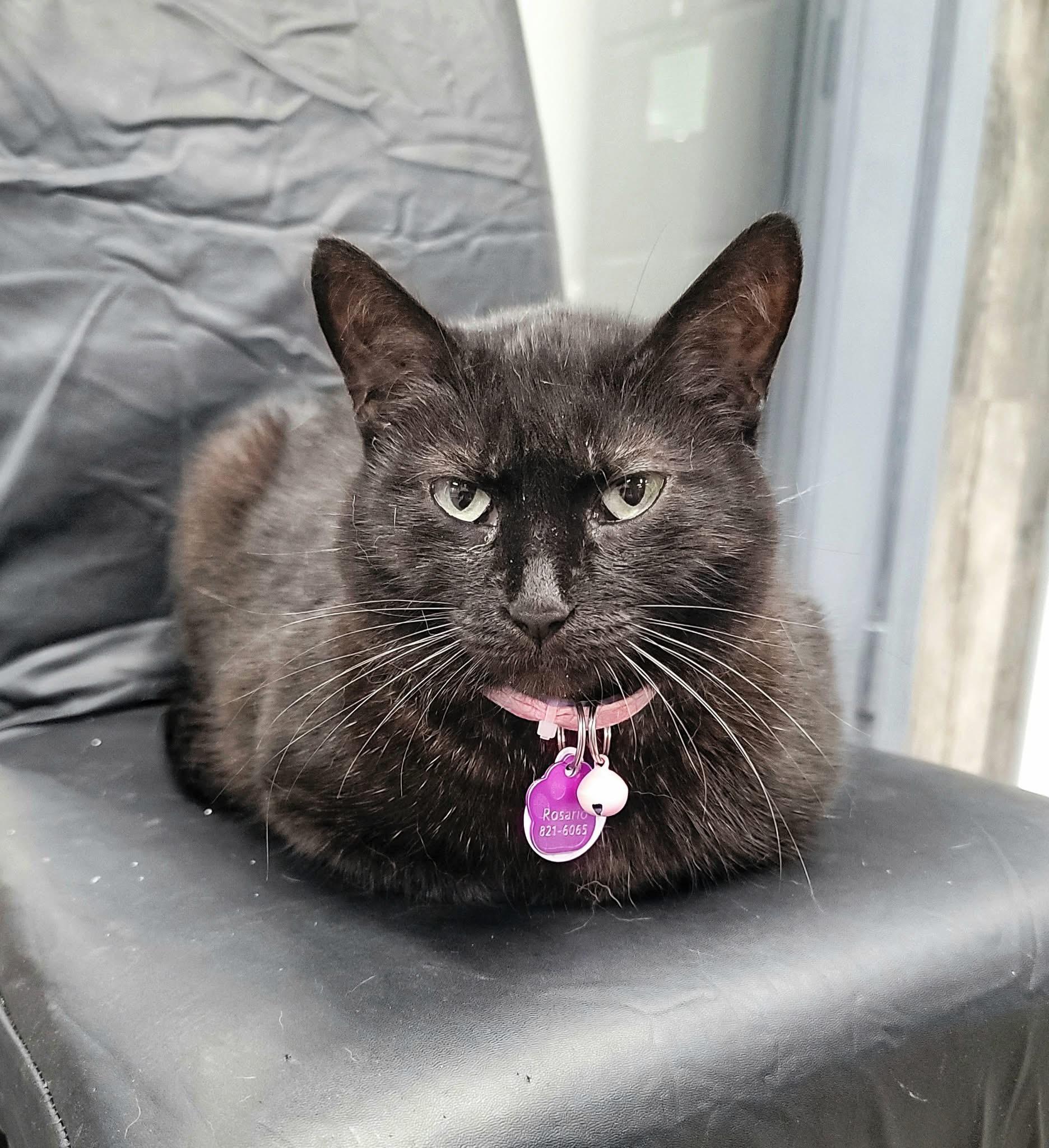 Rosario - Purrmanent Resident, a ADOPTABLE Domestic Short Hair in Grand Rapids, MI image 2/6