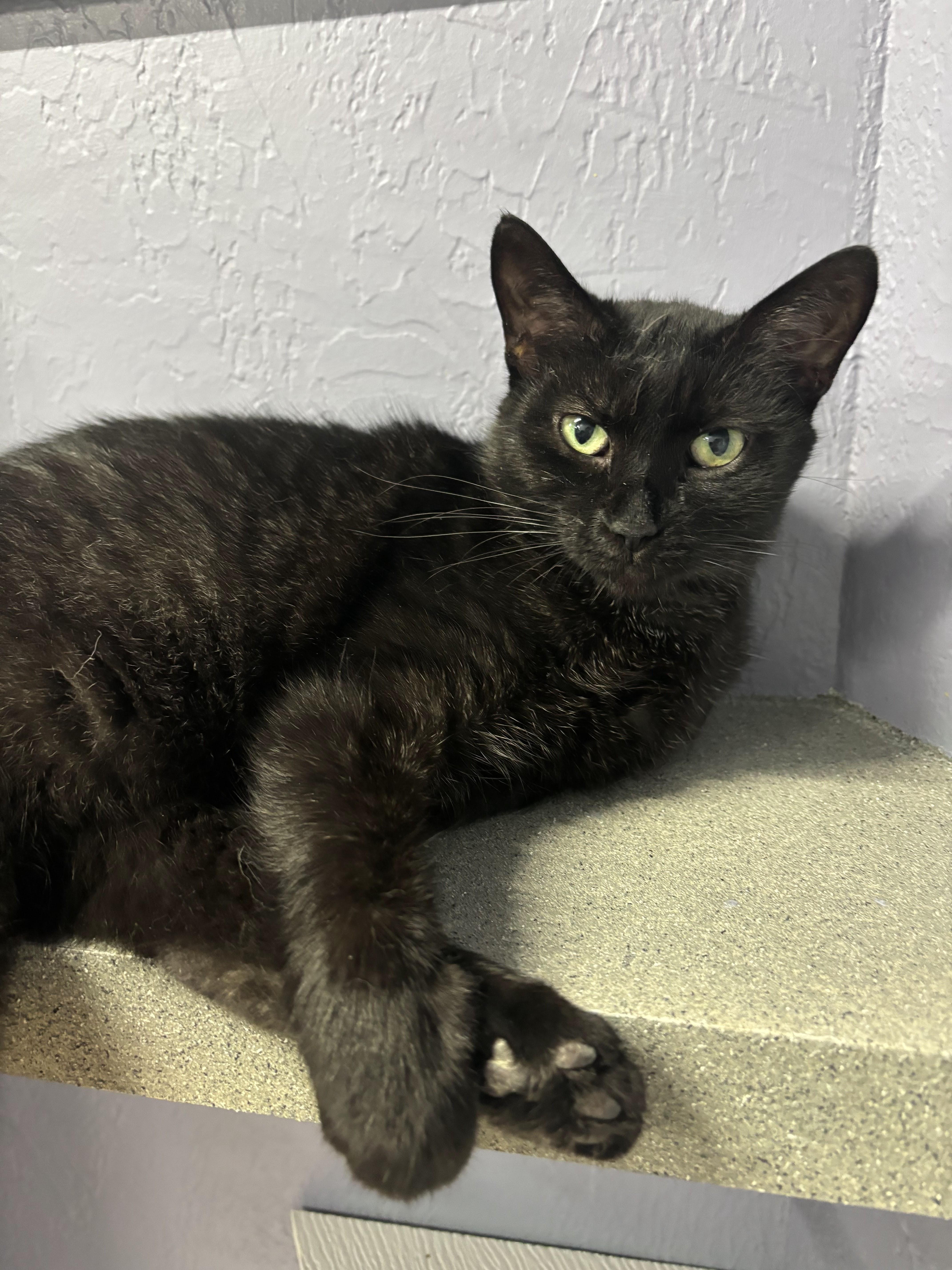 Rosario - Purrmanent Resident, a ADOPTABLE Domestic Short Hair in Grand Rapids, MI image 3/6