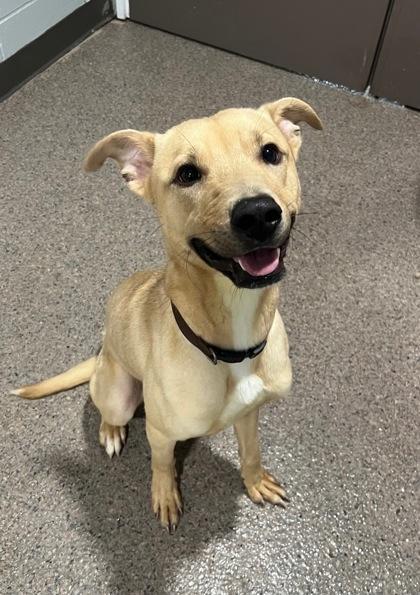 Milo-Prison Program Graduate, an adoptable Mixed Breed in Sault Sainte Marie, MI, 49783 | Photo Image 2