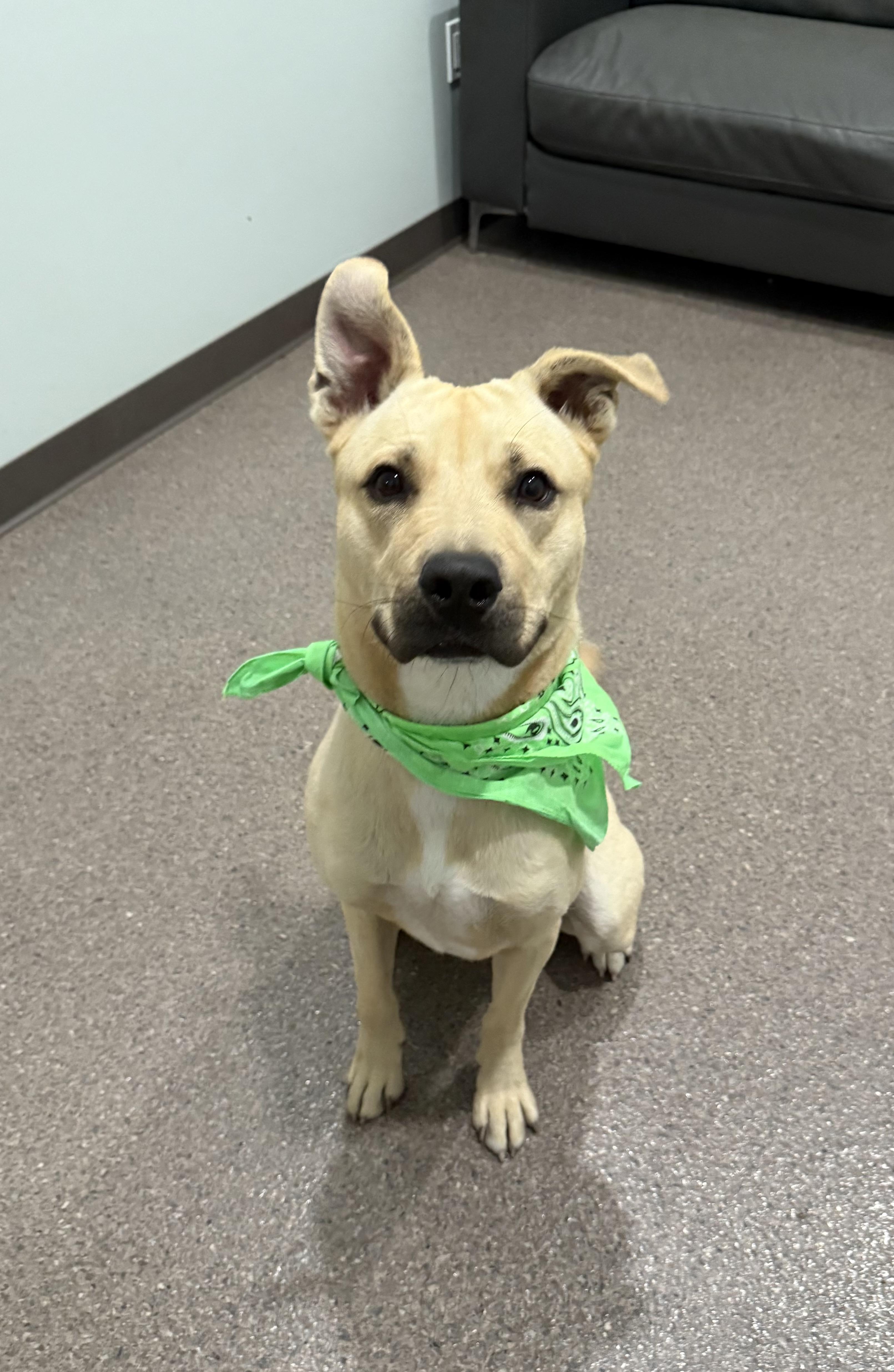 Milo-Prison Program Graduate, an adoptable Mixed Breed in Sault Sainte Marie, MI, 49783 | Photo Image 1