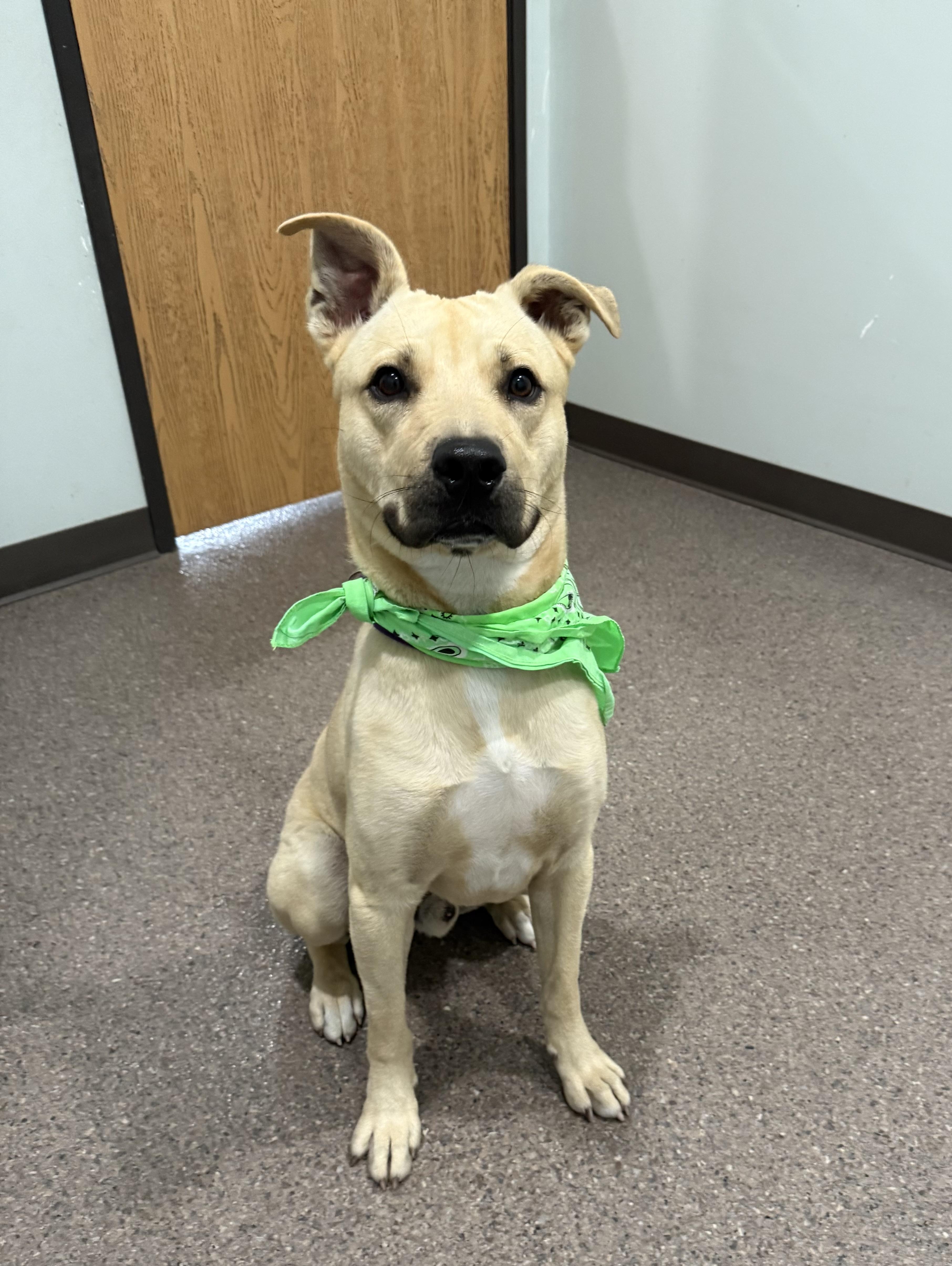 Milo-Prison Program Graduate, an adoptable Mixed Breed in Sault Sainte Marie, MI, 49783 | Photo Image 3
