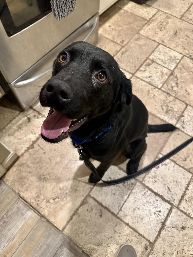 Enlarge King, a Adoptable mixed breed in Akron, OH image 1/4