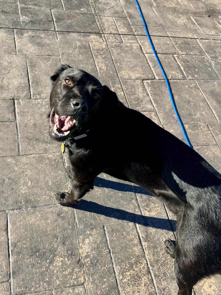 Enlarge King, a Adoptable mixed breed in Akron, OH image 2/4