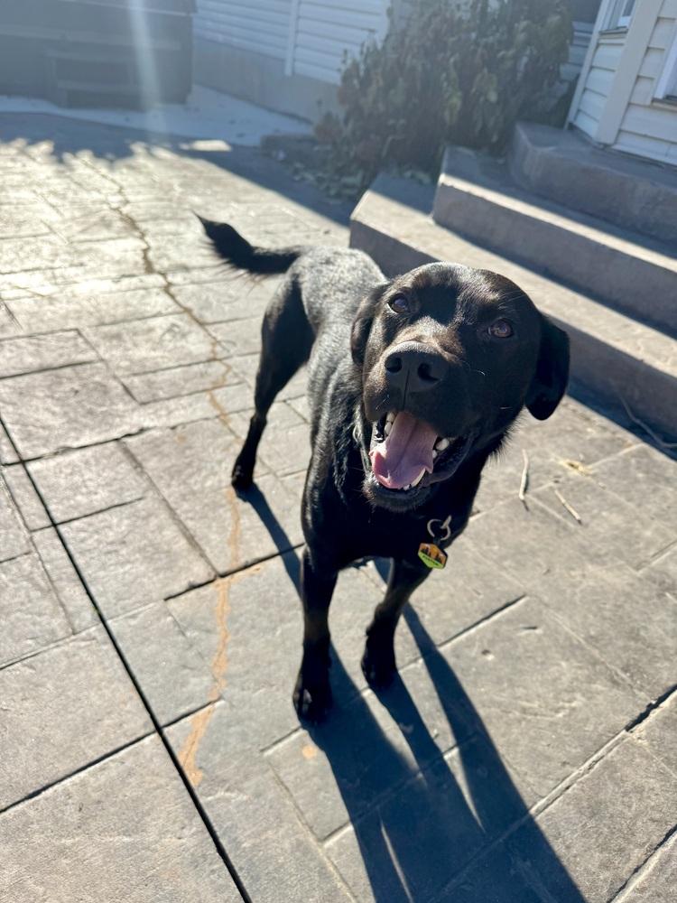 Enlarge King, a Adoptable mixed breed in Akron, OH image 3/4