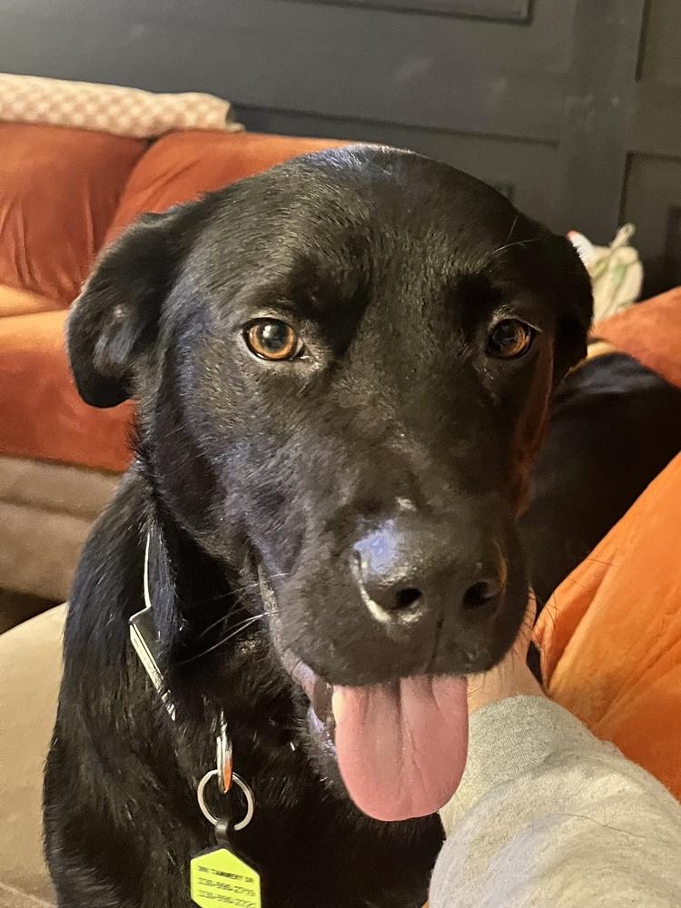 Enlarge King, a Adoptable mixed breed in Akron, OH image 4/4