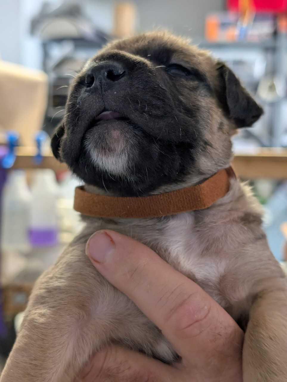 Enlarge Cooper, a Adopted American Staffordshire Terrier in San Diego, CA image 3/3