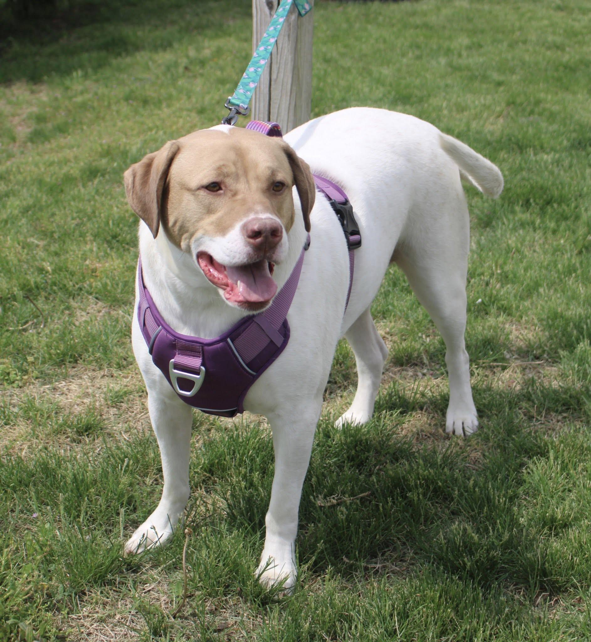 Finnigan, an adoptable Pointer, Setter in Stuarts Draft, VA, 24477 | Photo Image 2
