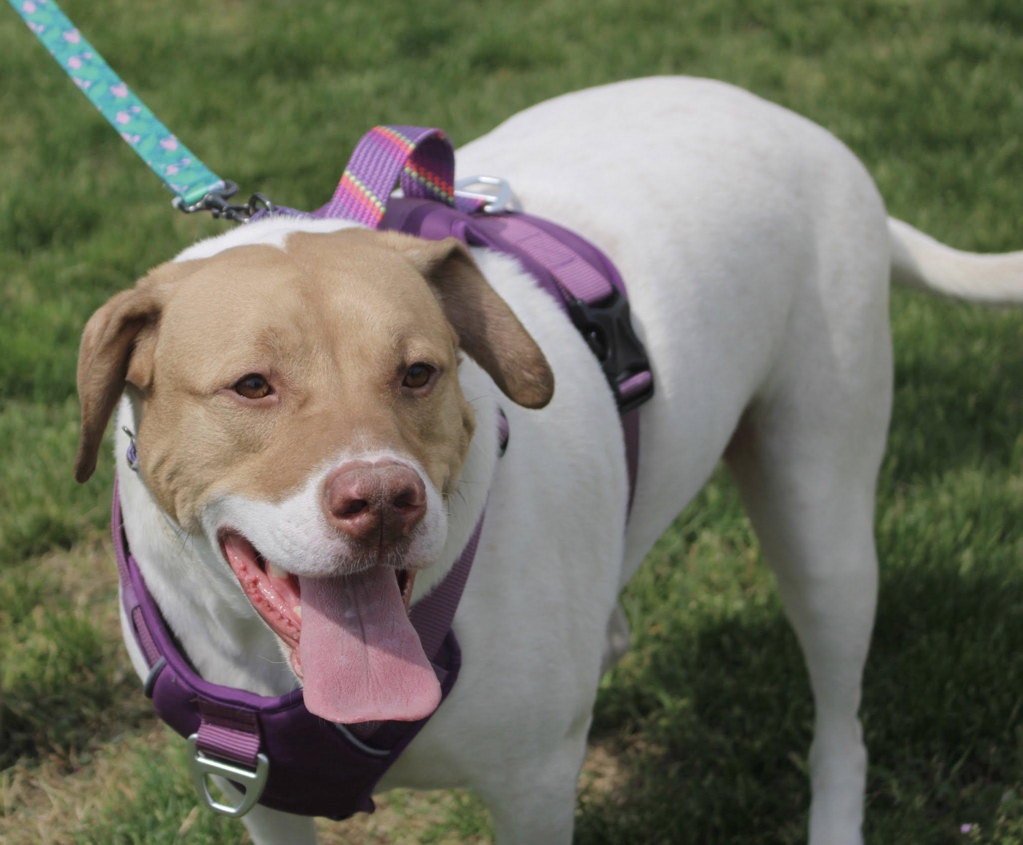 Finnigan, an adoptable Pointer, Setter in Stuarts Draft, VA, 24477 | Photo Image 4
