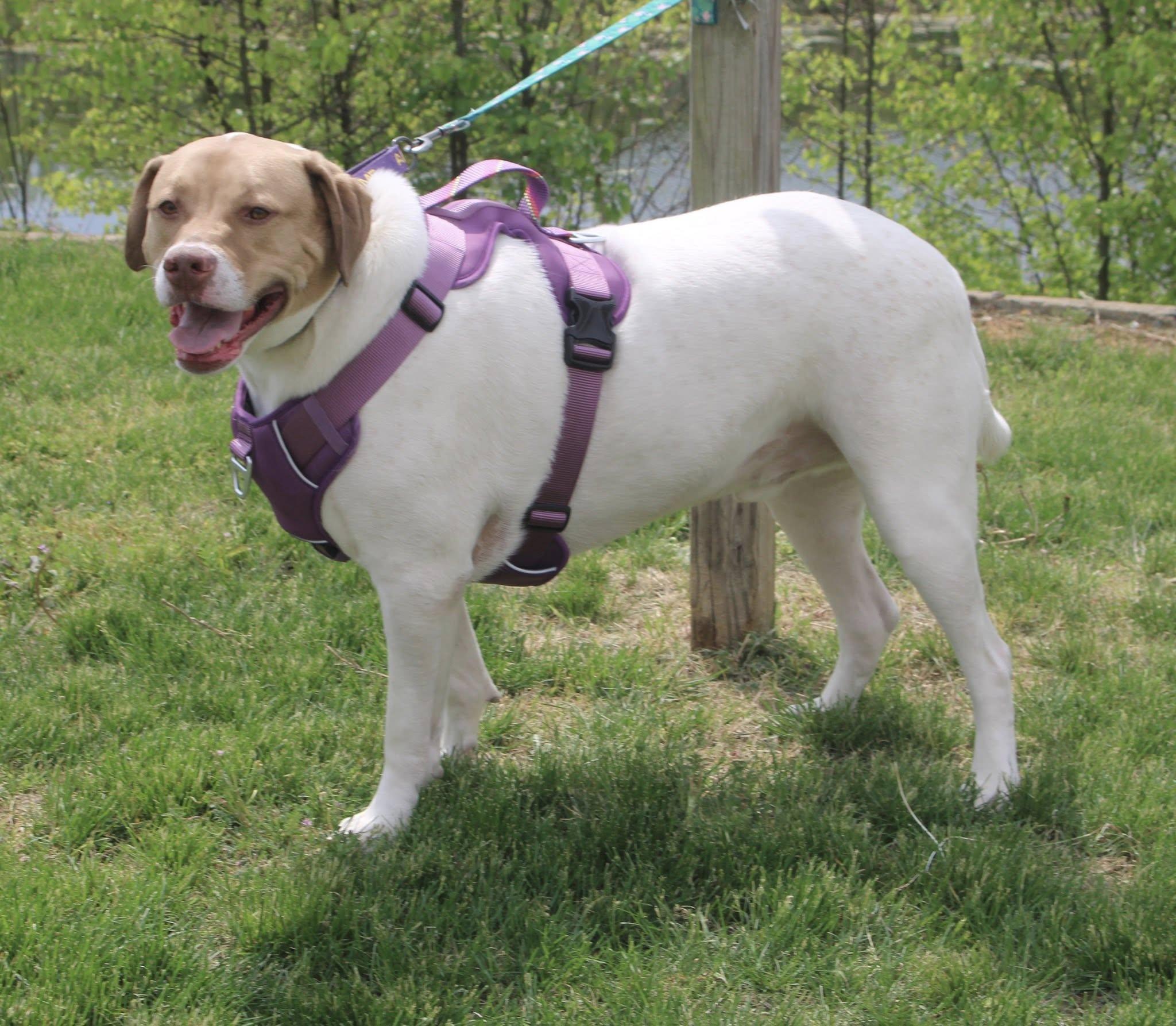 Finnigan, an adoptable Pointer, Setter in Stuarts Draft, VA, 24477 | Photo Image 3