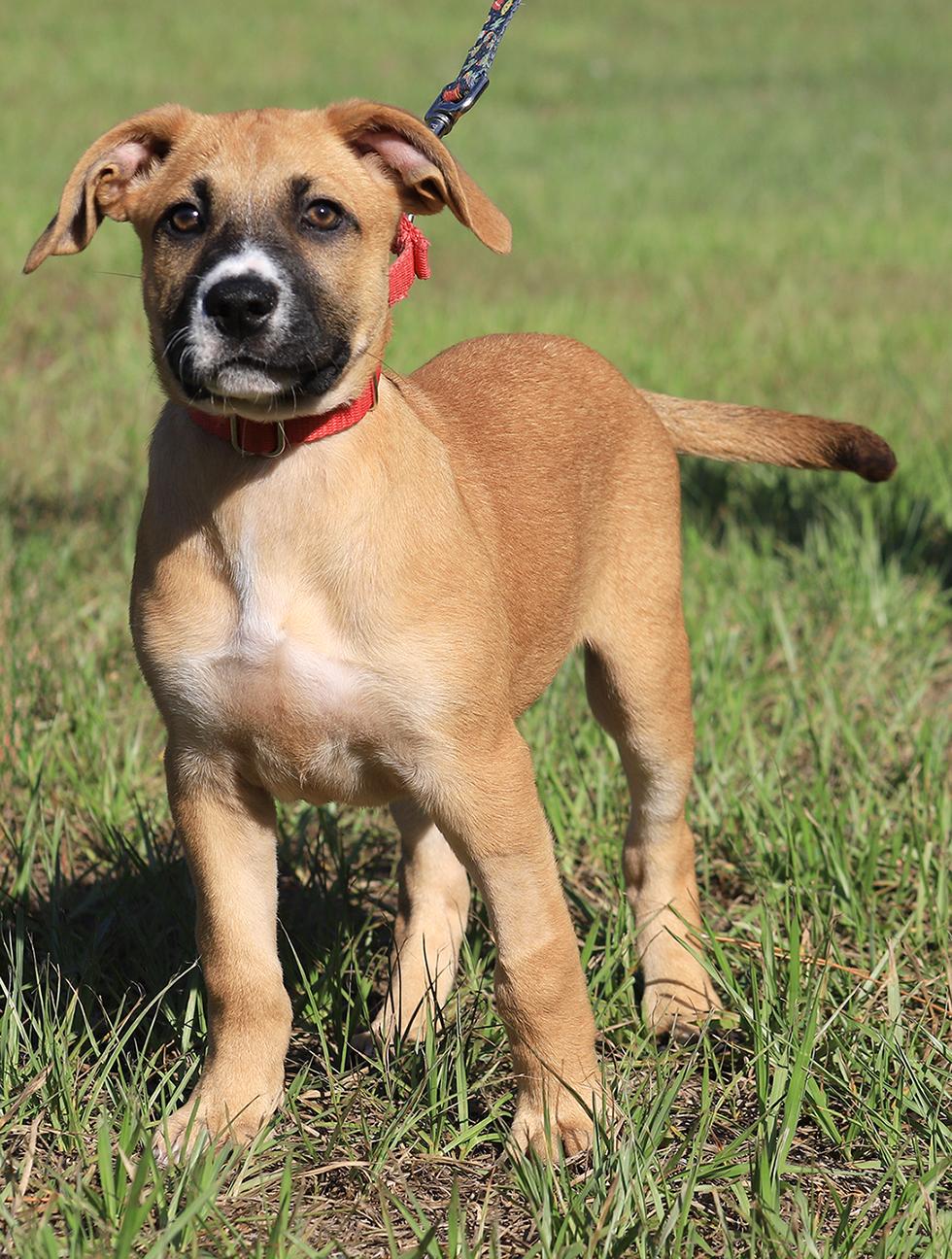 Paprika, an adopted mixed breed in North Fort Myers, FL image 1/3