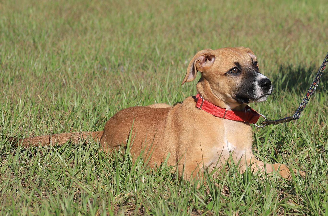Paprika, an adopted mixed breed in North Fort Myers, FL image 2/3