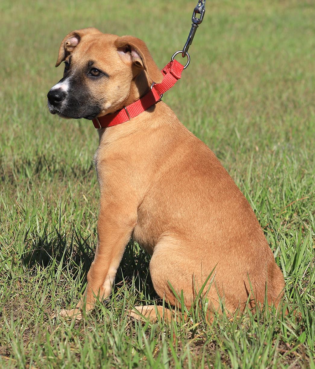 Paprika, an adopted mixed breed in North Fort Myers, FL image 3/3