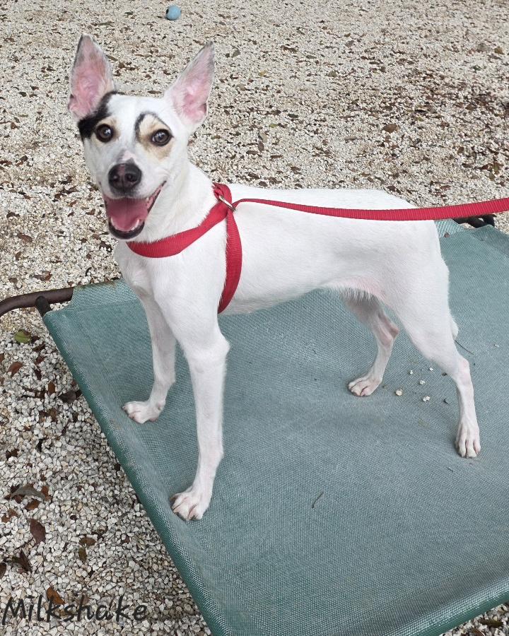 Milkshake, adoptable, Adult Female Rat Terrier & Whippet.