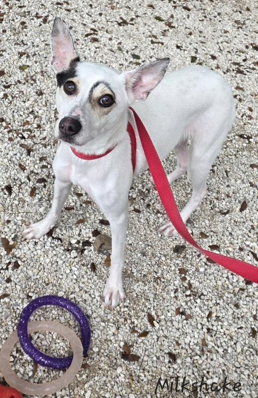 Enlarge Milkshake, an adoptable mixed breed in Key Largo, FL image 5/6