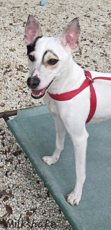 Enlarge Milkshake, an adoptable mixed breed in Key Largo, FL image 2/6