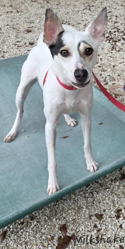 Enlarge Milkshake, an adoptable mixed breed in Key Largo, FL image 4/6