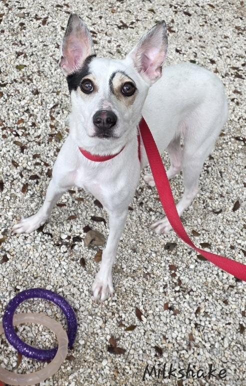 Enlarge Milkshake, an adoptable mixed breed in Key Largo, FL image 6/6