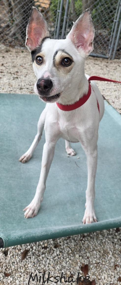 Enlarge Milkshake, an adoptable mixed breed in Key Largo, FL image 3/6
