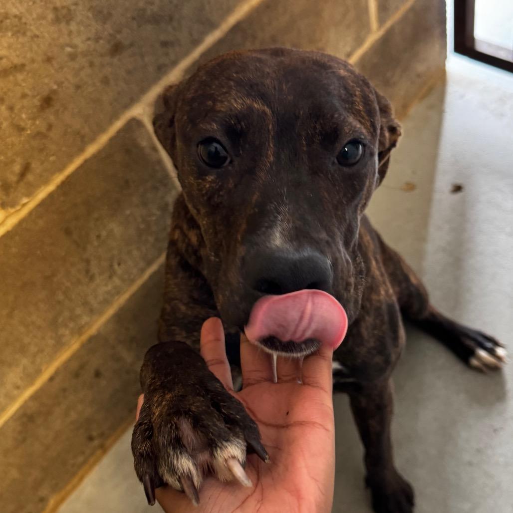 Ladybug, Adoptable, Young Female Mountain Cur.