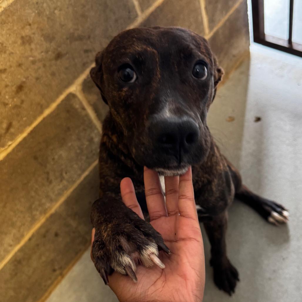 Enlarge Ladybug, a Adoptable Mountain Cur in Clarksdale, MS image 2/3