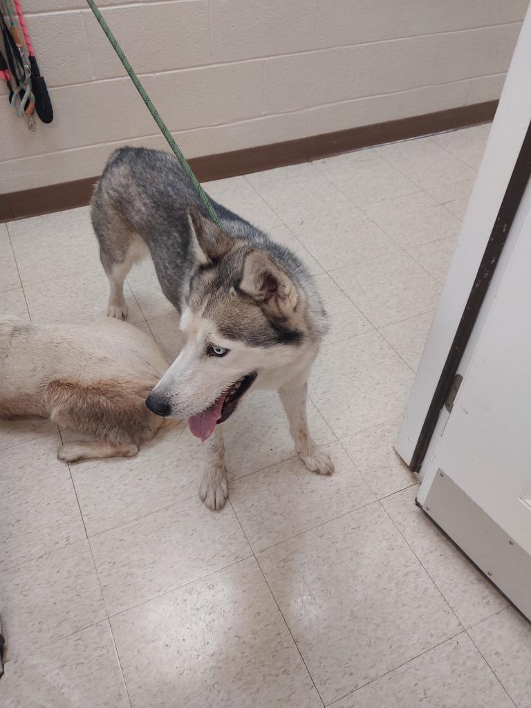 Gustav, Adoptable, Adult Male Husky.