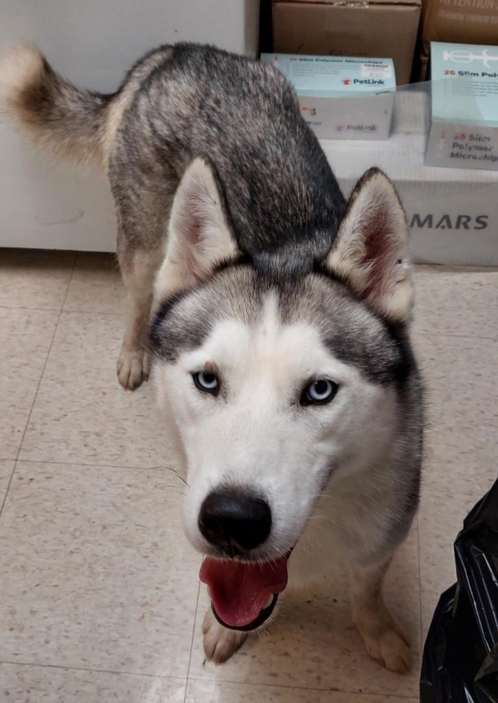 Enlarge Gustav, a Adoptable mixed breed in Mocksville, NC image 2/2