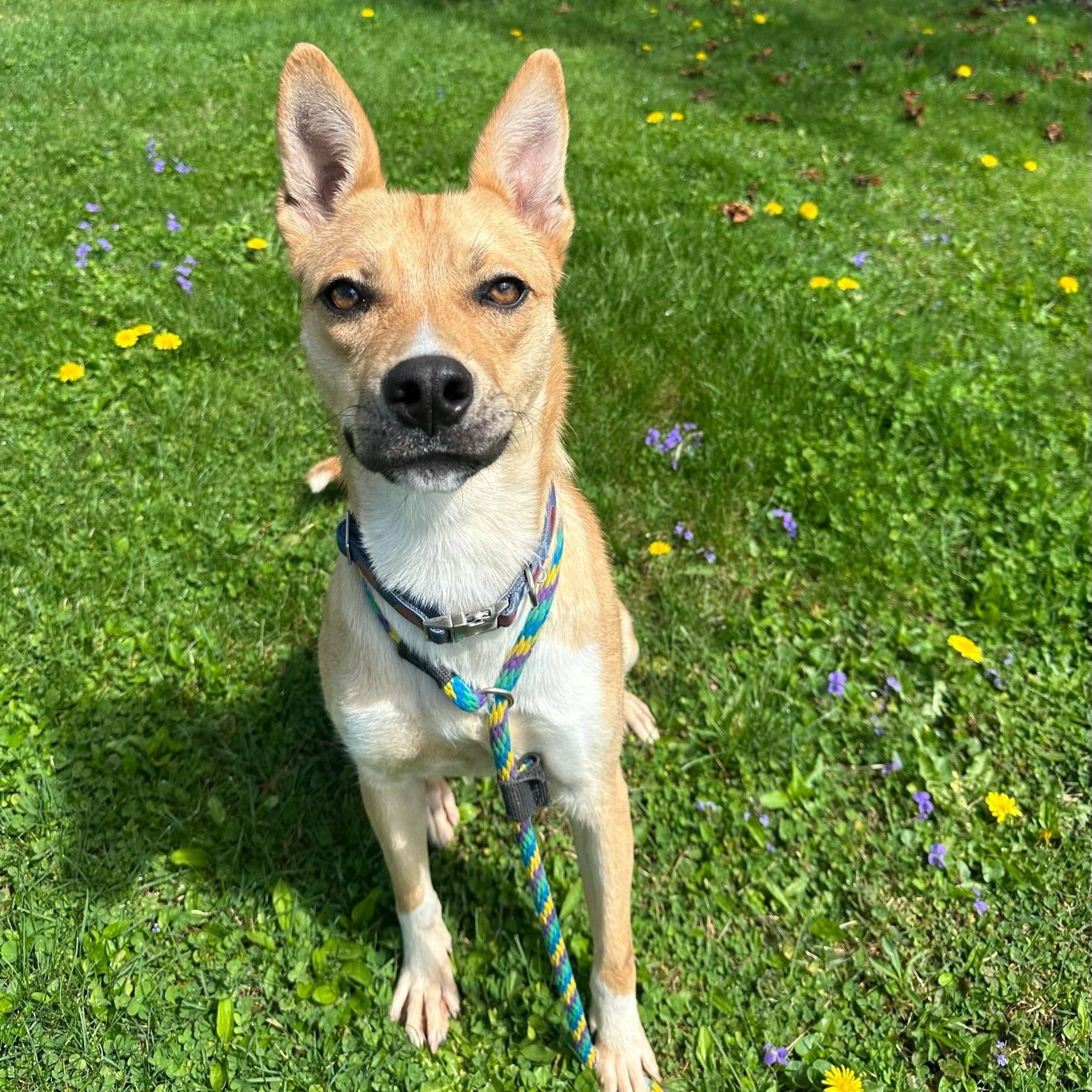Enlarge Poppy, a Adoptable Mixed Breed in Chester Springs, PA image 3/3