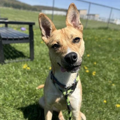 Enlarge Poppy, a Adoptable Mixed Breed in Chester Springs, PA image 1/3