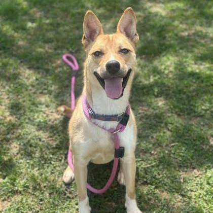 Enlarge Poppy, a Adoptable Mixed Breed in Chester Springs, PA image 2/3